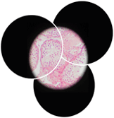 hautarztpraxis muenchen histologische untersuchungen