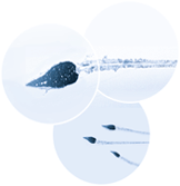 hautarztpraxis muenchen untersuchung spermienfunktion